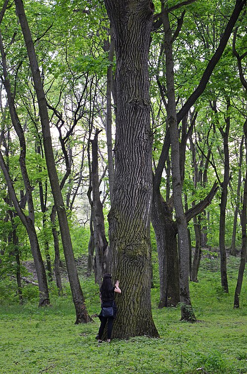 File:Лиса гора (Київ) 052.jpg